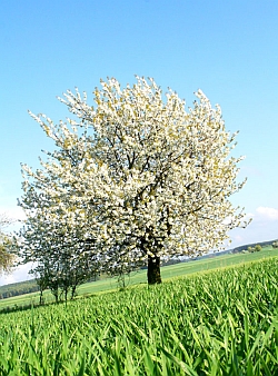 Zdjęcie drzewa