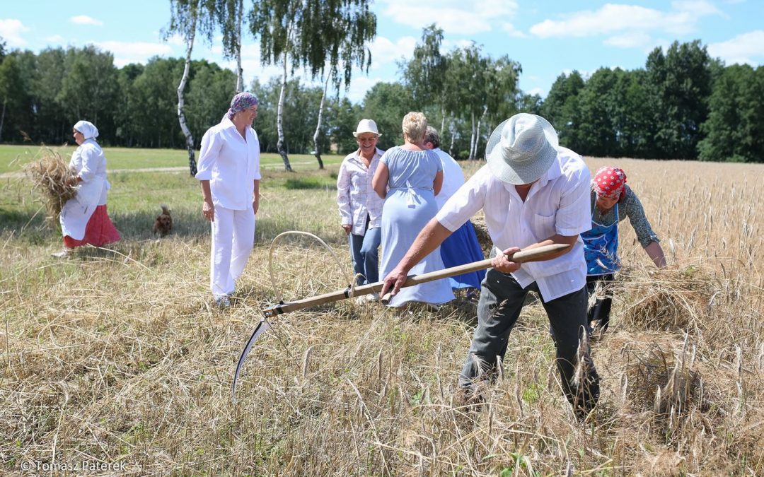 Rżnięcie po dawnemu czyli udany pokaz żniw w Kluczewie