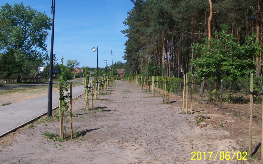 Nasadzenie drzew w miejscowości Wieleń