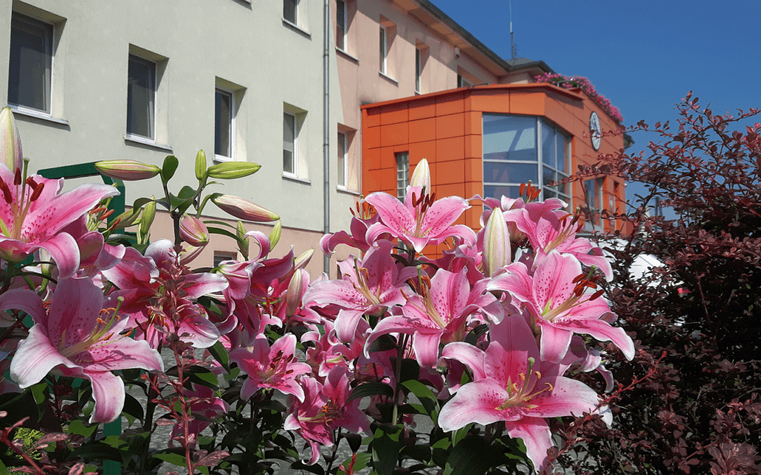Lilie zdobią centrum Przemętu