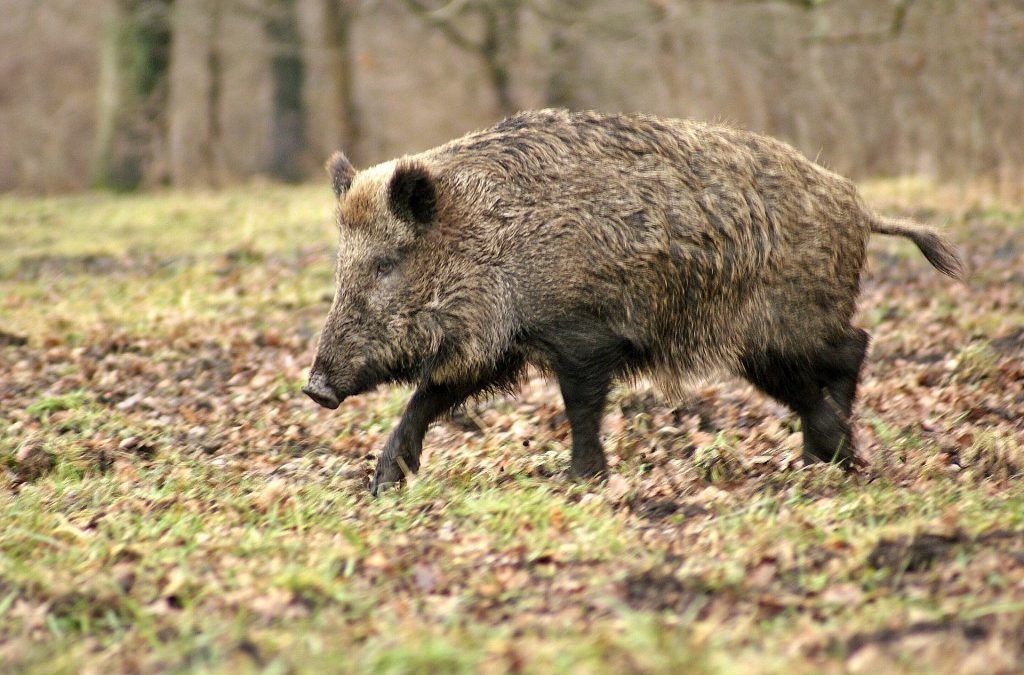 Zmiany w procedurze szacowania szkód łowieckich